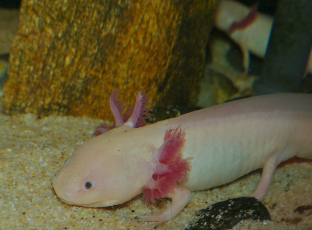 Axolotls Can Regrow Their Brain (and Most of Their Body)