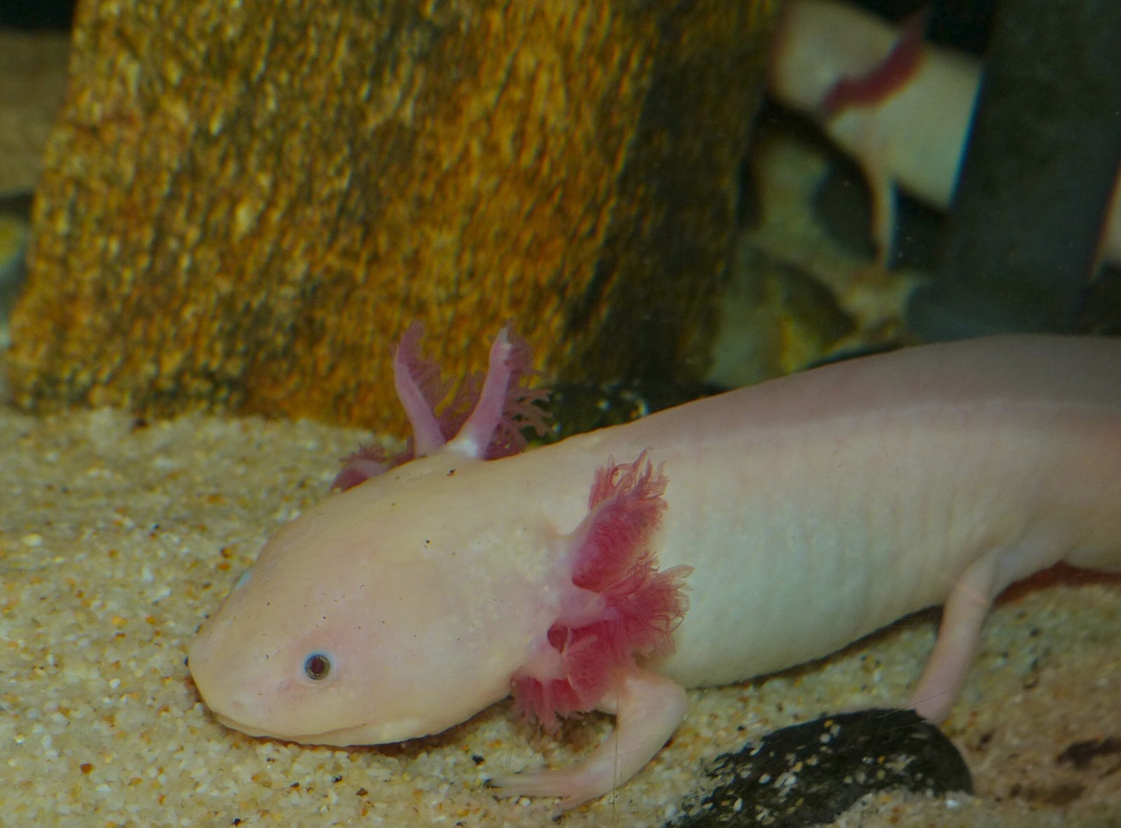 Axolotls Can Regrow Their Brain (and Most of Their Body)