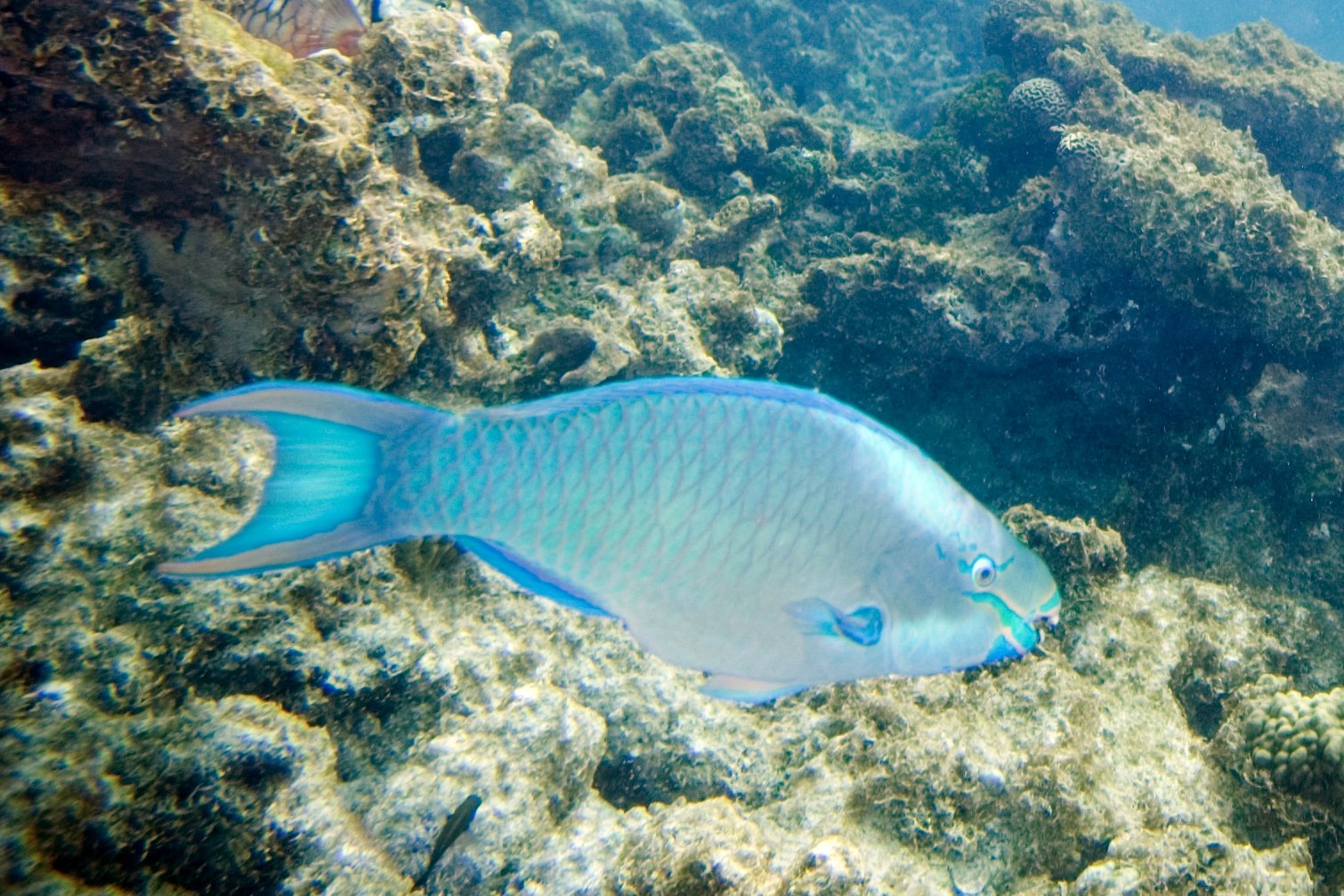 The Science Behind Sequential Hermaphroditism (image credits: queen parrotfish Scarus vetulaUploaded by Amada44, CC BY 2.0, https://commons.wikimedia.org/w/index.php?curid=25257074)