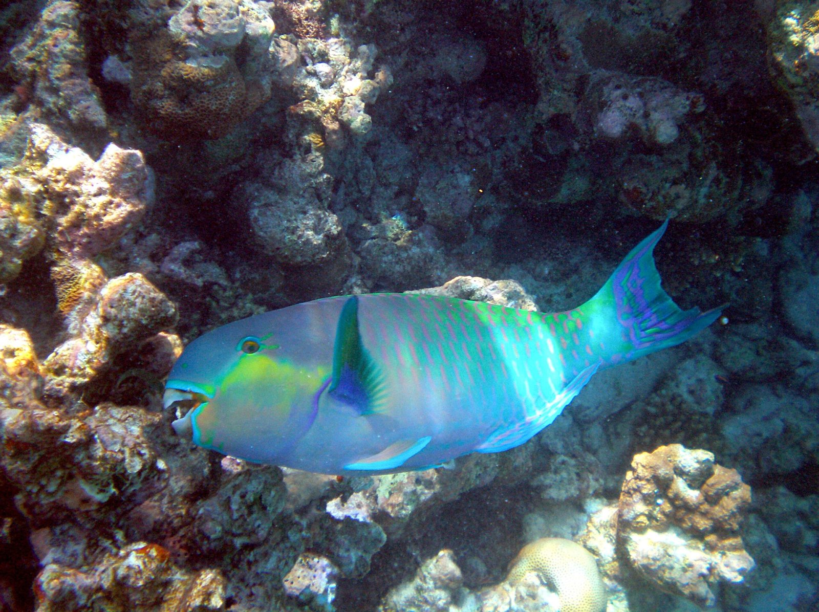 Parrotfish: Nature's Gender-Fluid Giants (image credits: Self-photographed, CC BY-SA 3.0, https://commons.wikimedia.org/w/index.php?curid=5684546)