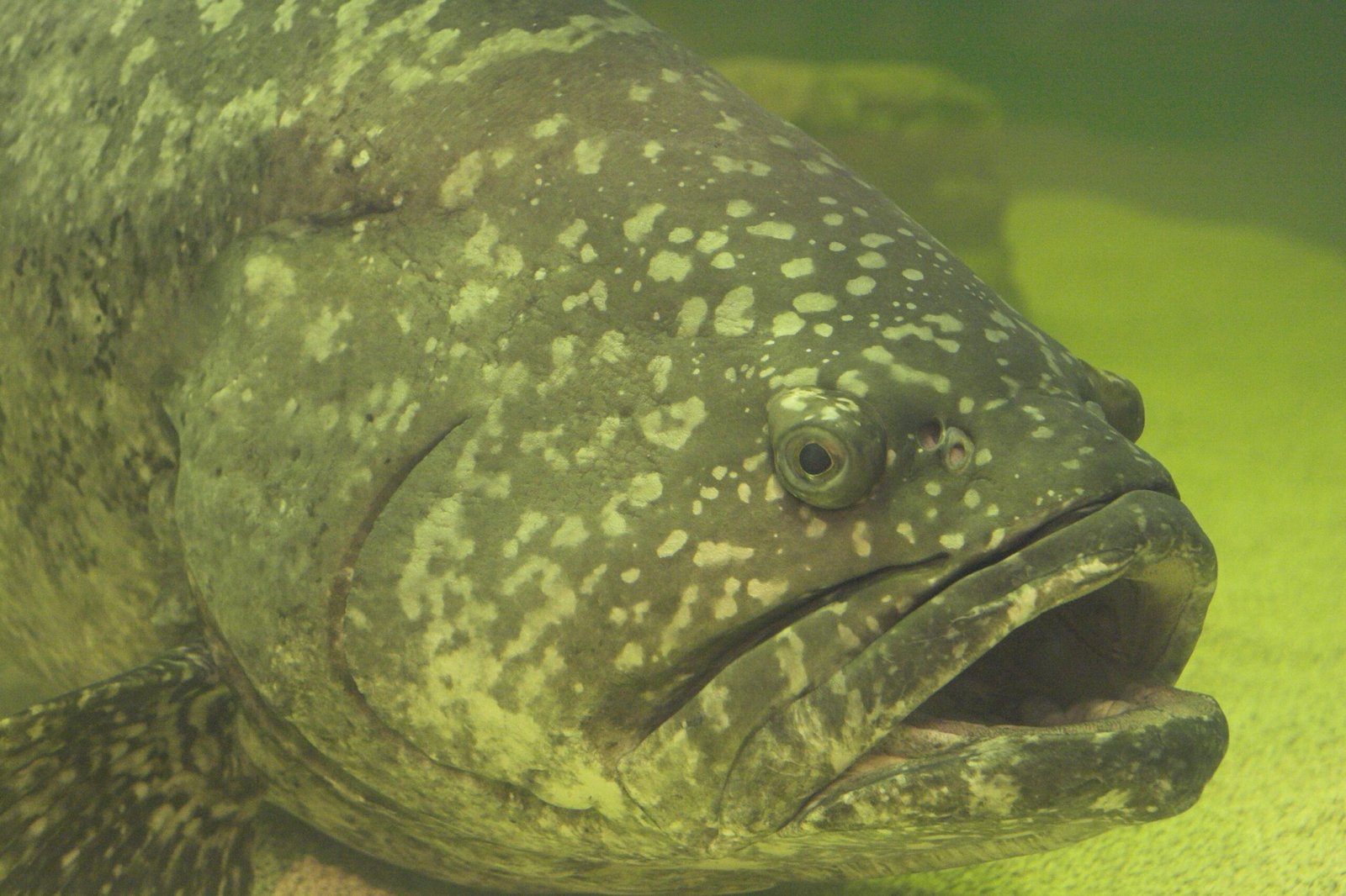 Groupers: The Gentle Giants of Sex Change (image credits: wikimedia)
