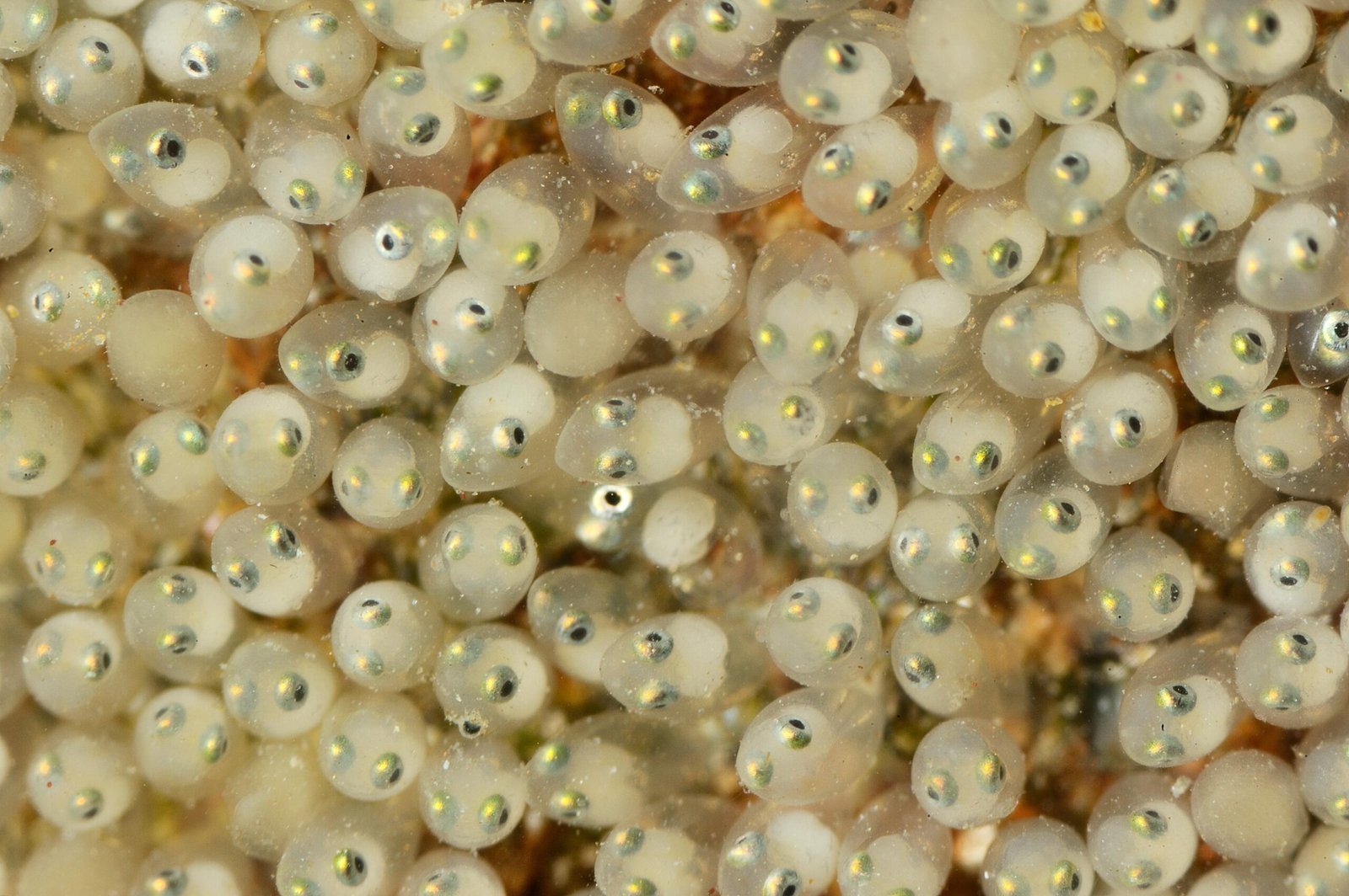 Gobies: Small Fish, Big Changes (image credits: Œufs de gobie, CC BY 4.0, https://commons.wikimedia.org/w/index.php?curid=157798948)
