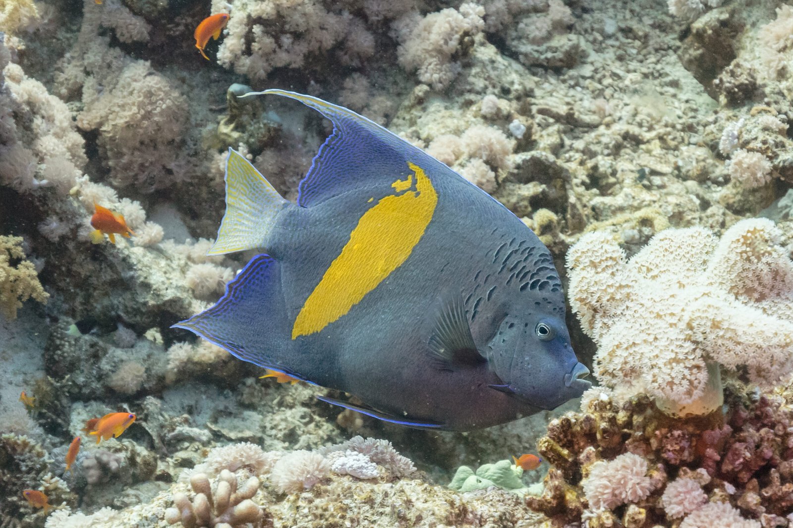 Evolutionary Advantages of Sex Change (image credits: wikimedia)