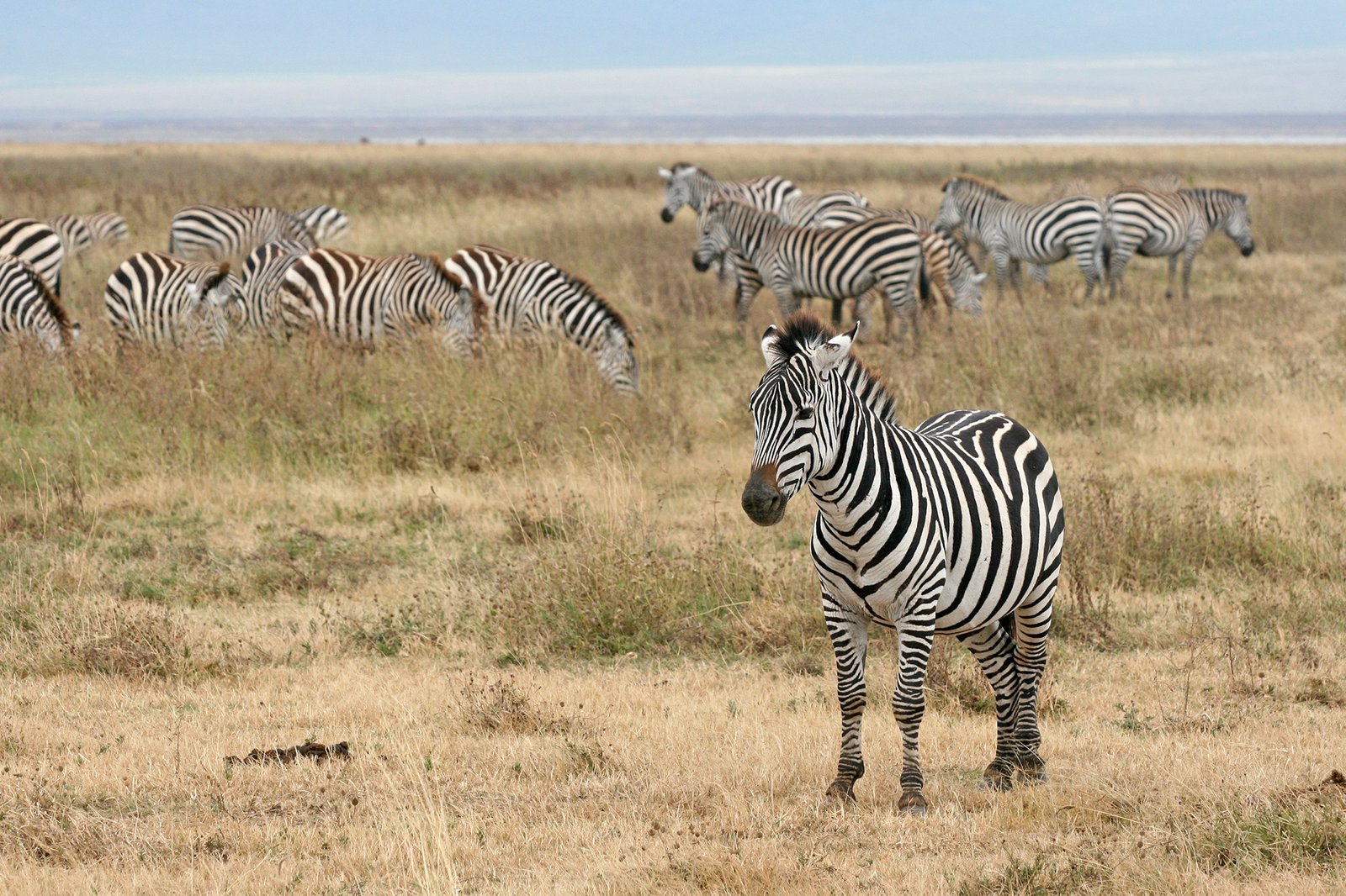 Zebra Stripes Might Confuse Flies, Not Lions