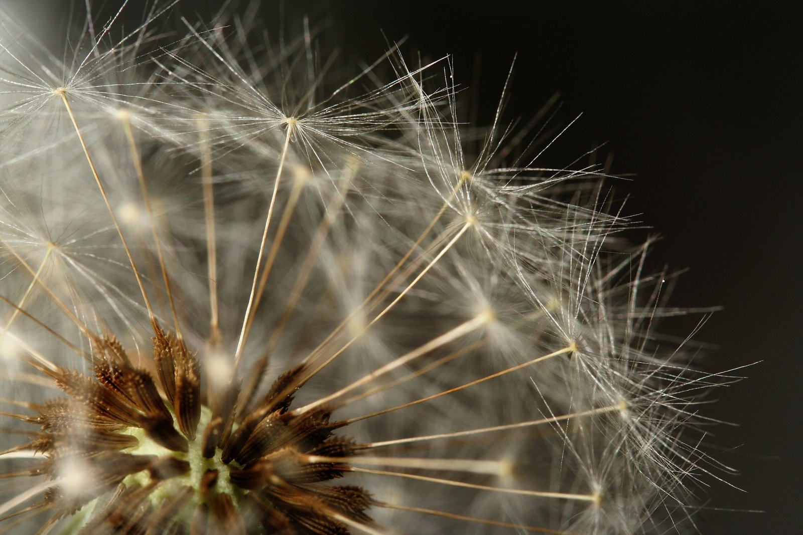 The Shocking Truth About Dandelion Nutrition (image credits: wikimedia)