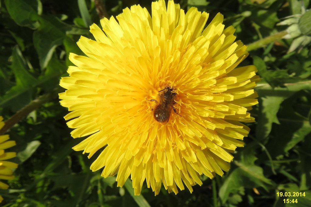 Early Season Lifesavers for Pollinators (image credits: flickr)