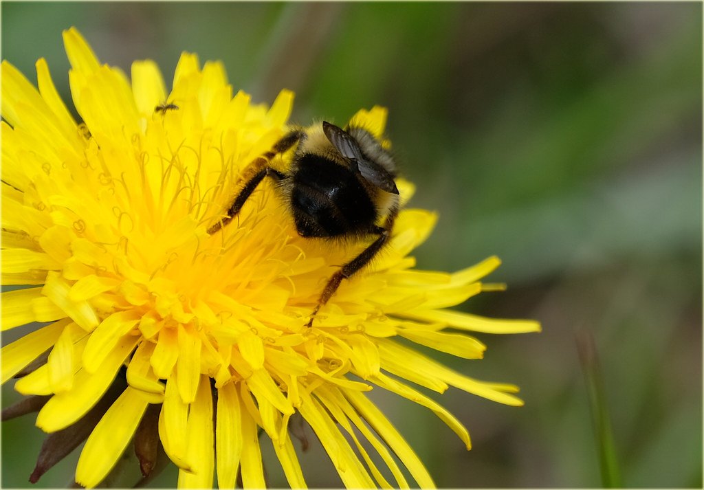 The Perfect Pollinator Calendar (image credits: flickr)