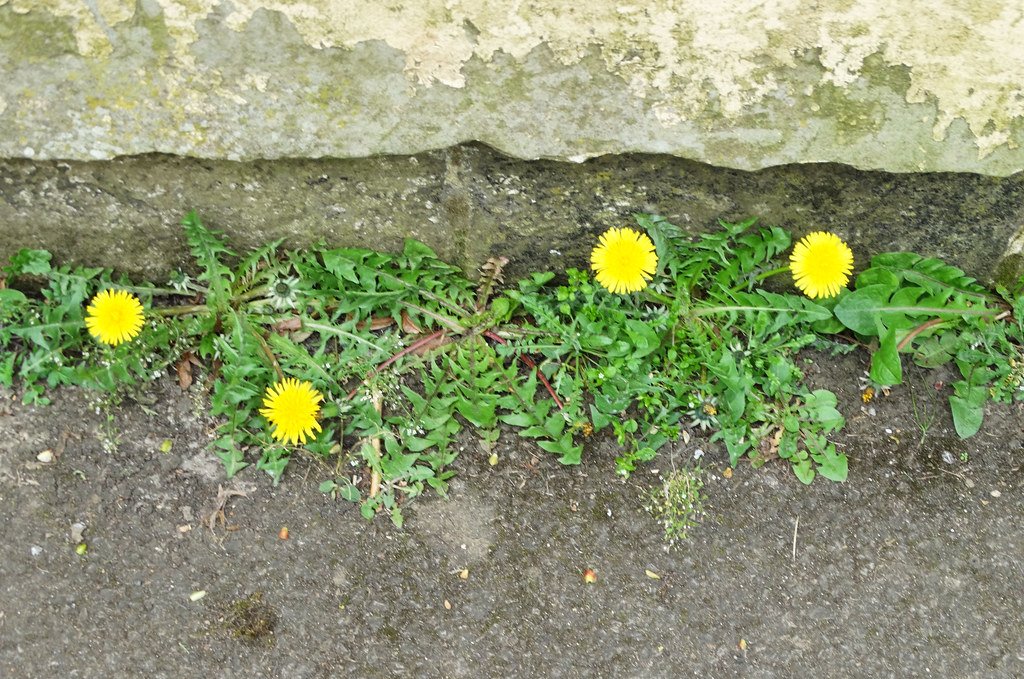 Climate Change Adaptation Experts (image credits: flickr)