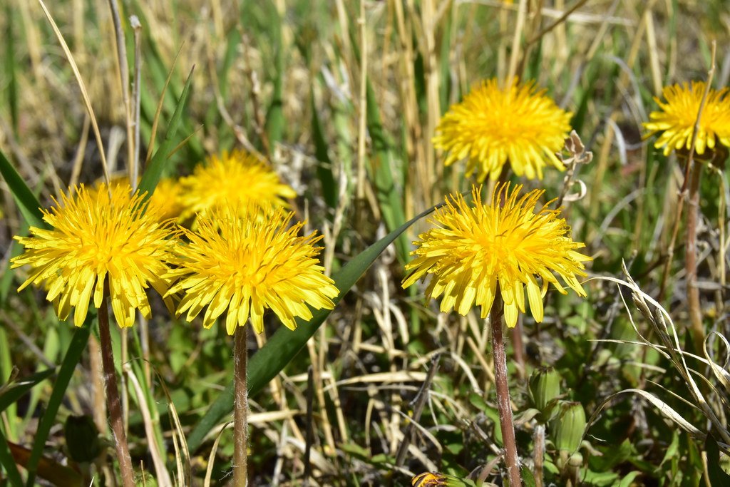 The Economics of Dandelion Destruction (image credits: flickr)