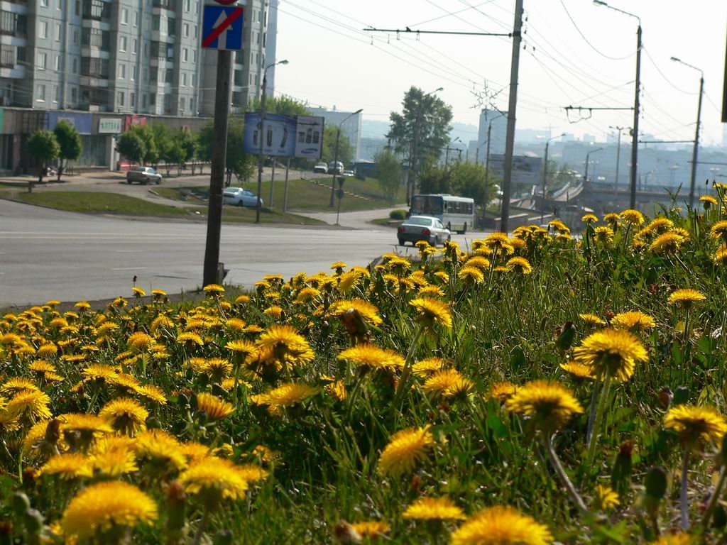Dandelions vs. Lawn Monocultures (image credits: wikimedia)