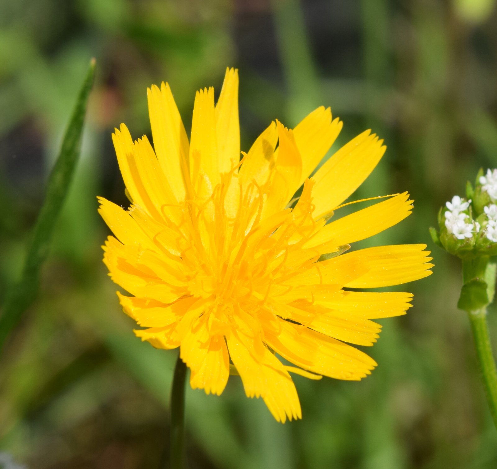 Traditional Cultures and Dandelion Wisdom (image credits: wikimedia)