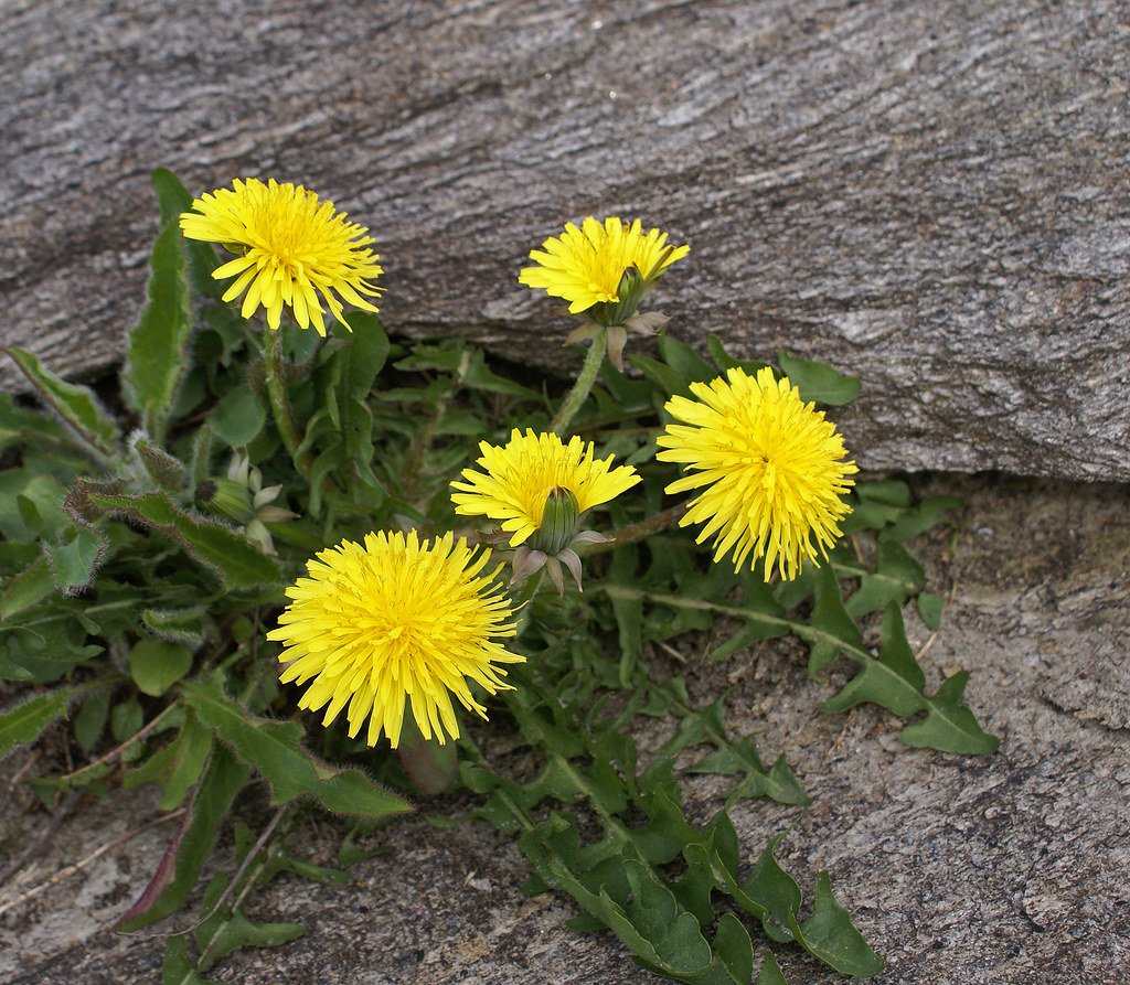 Dandelions as Indicator Species (image credits: flickr)