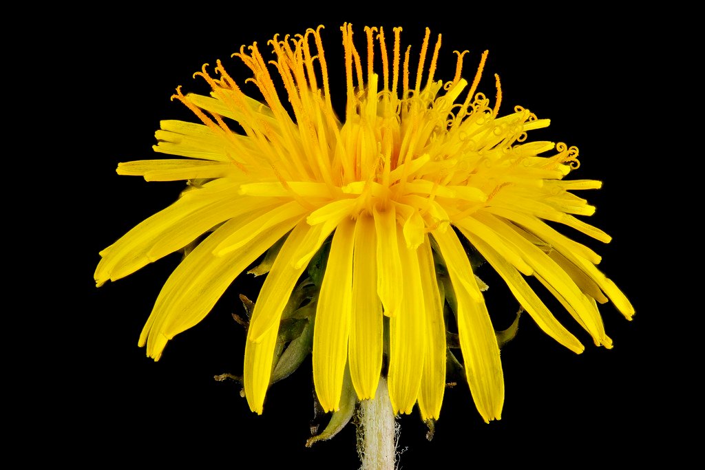 The Future of Dandelion Research (image credits: flickr)