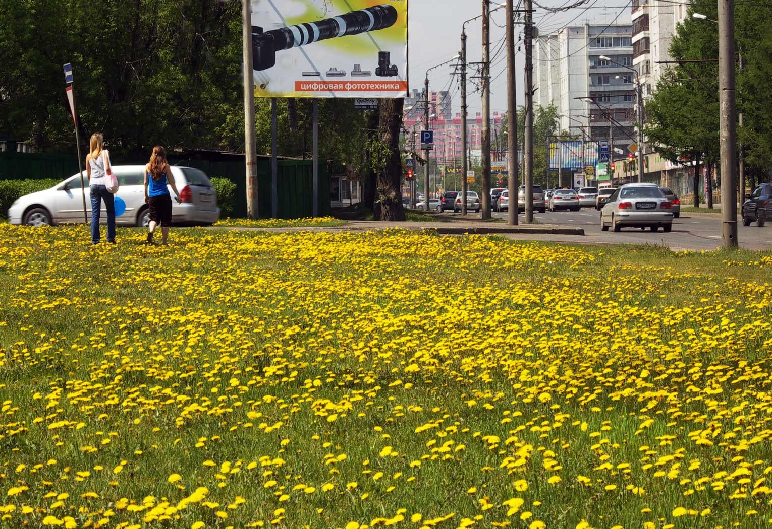 Making Peace with the Golden Invasion (image credits: wikimedia)