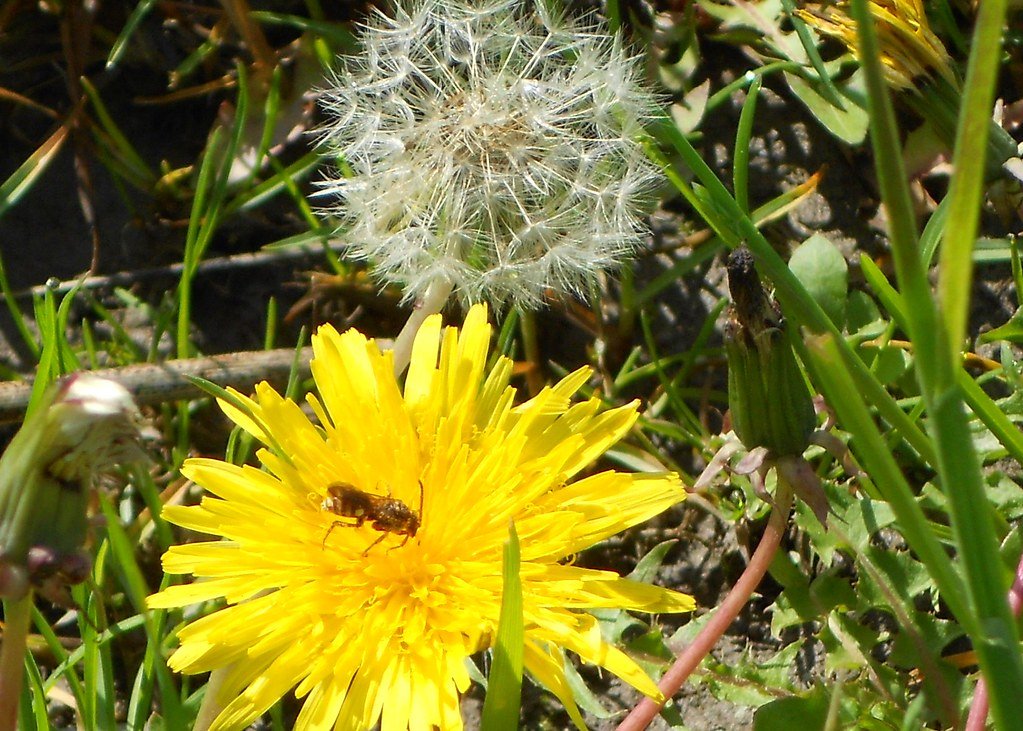 Your Yard as a Conservation Area (image credits: flickr)