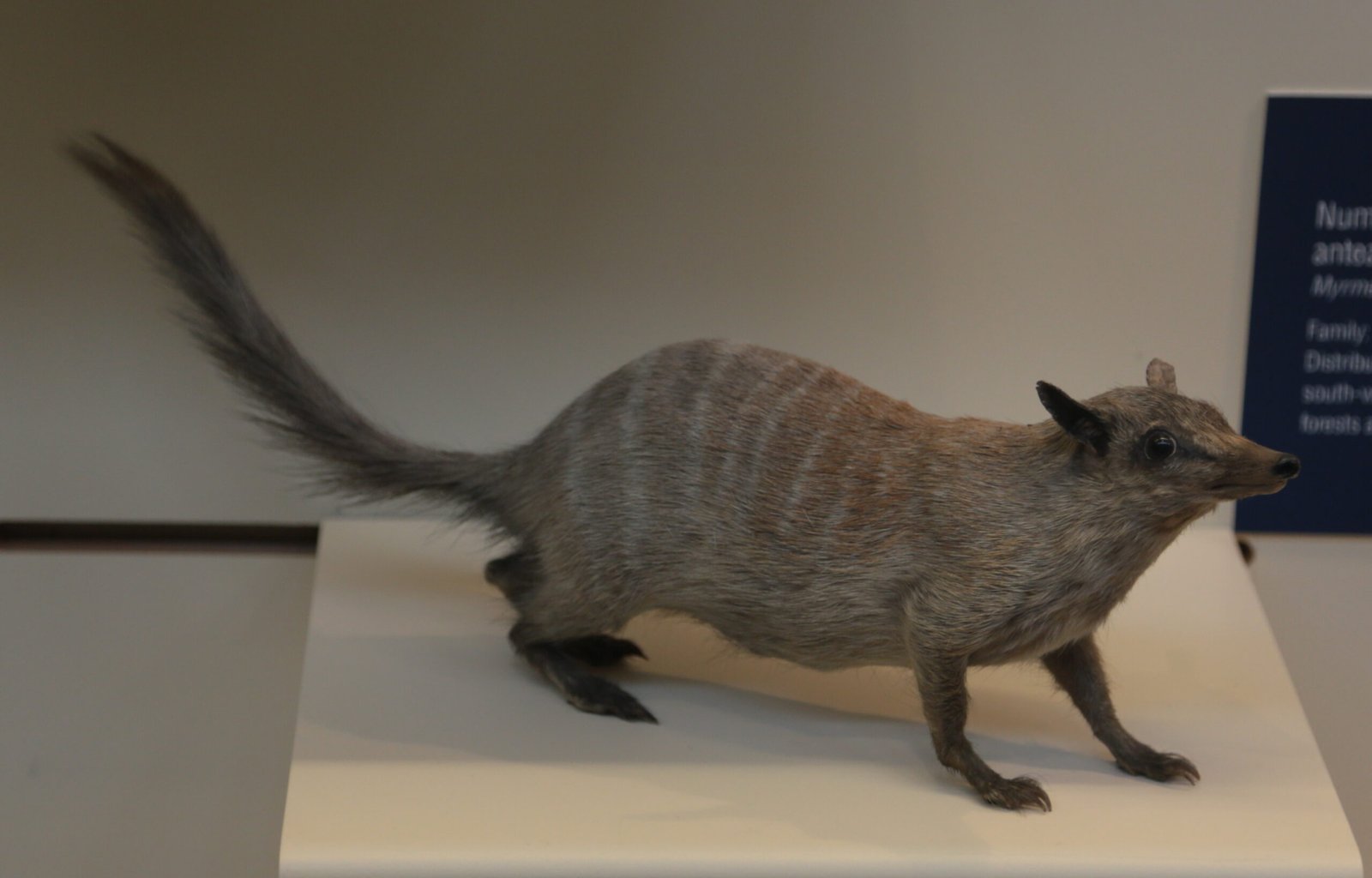The Numbat: A Termite-Eating Marvel (image credits: wikimedia)