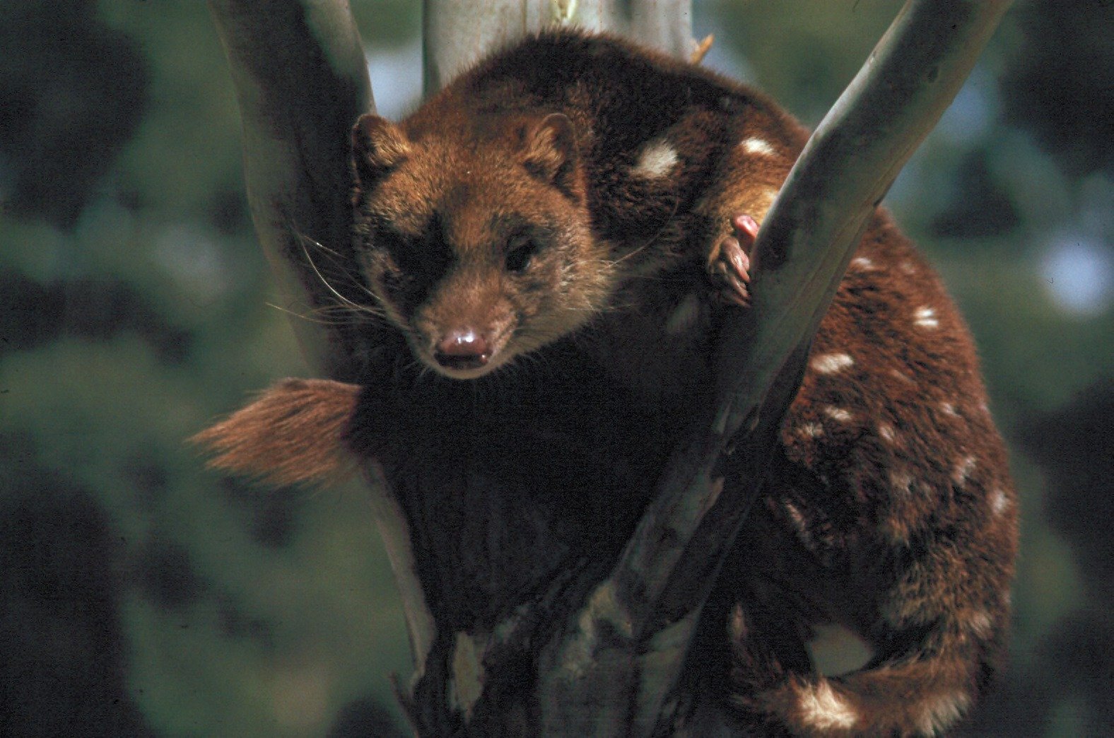 Quolls: The Spotted Predators (image credits: wikimedia)