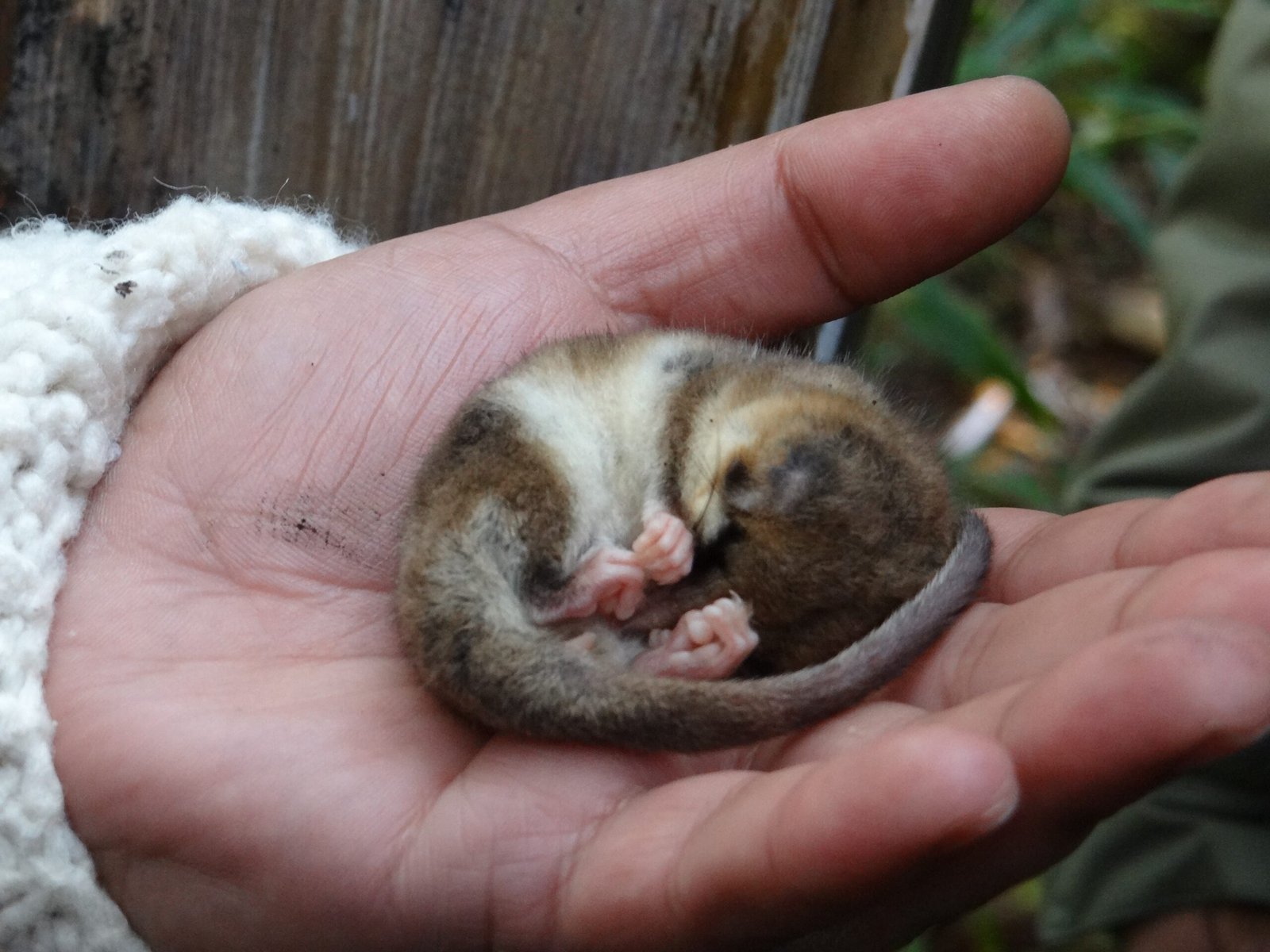 The Monito del Monte: Living Link to the Past (image credits: wikimedia)