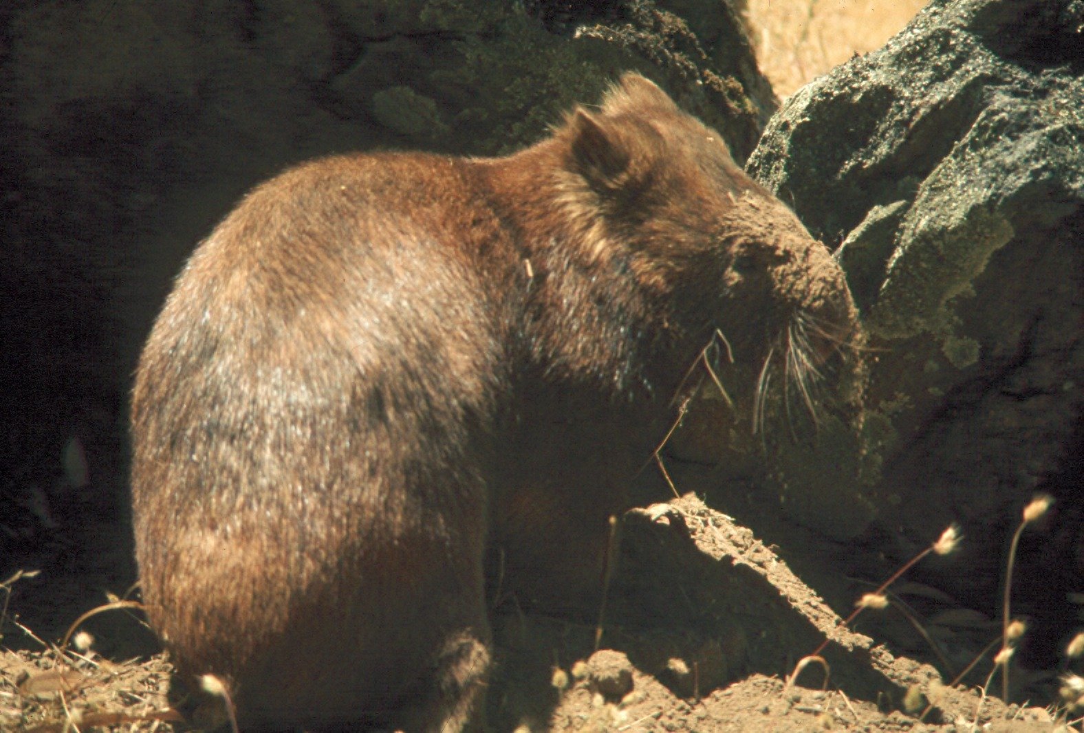 Wombats: The Bulldozers of the Bush (image credits: wikimedia)