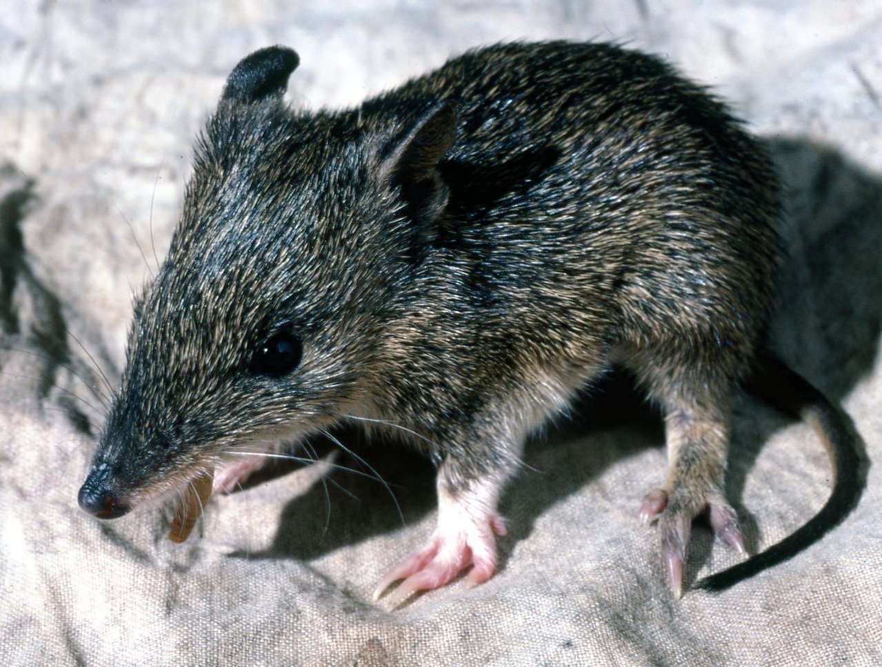 Bandicoots: The Speed Demons (image credits: By Bertram Lobert, CC BY 3.0, https://commons.wikimedia.org/w/index.php?curid=10422846)