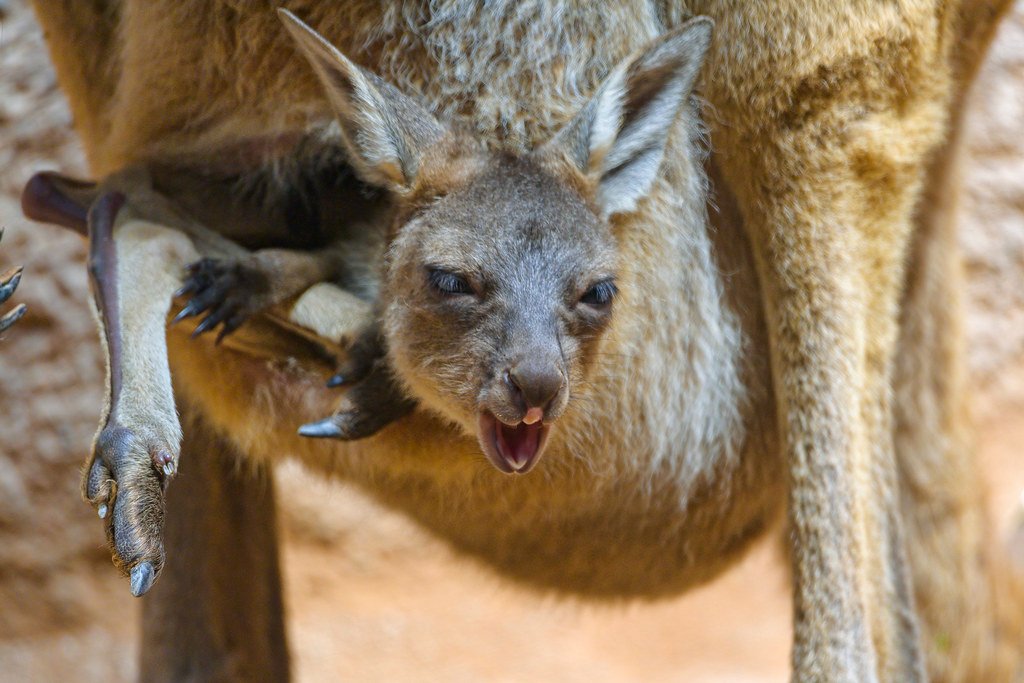 The Evolutionary Advantage of Pouches (image credits: flickr)