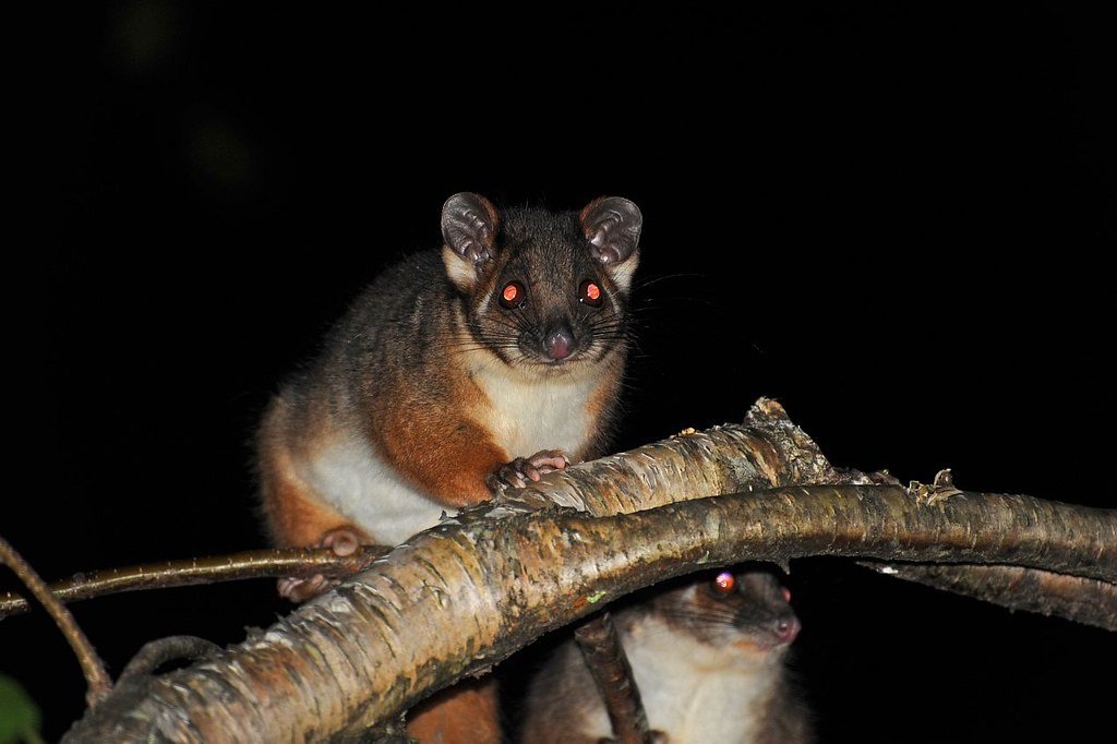 Unique Adaptations for Survival (image credits: flickr)