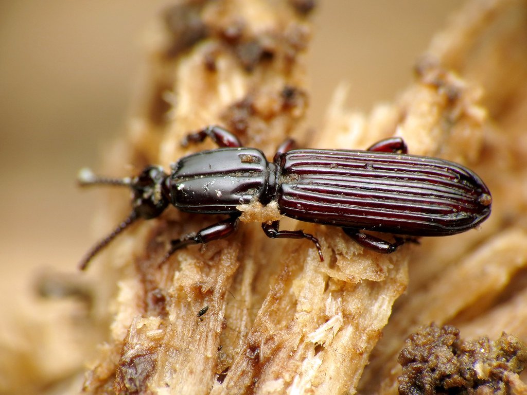 The Insect Gold Rush: Beetles and Their Burning Ambitions (image credits: flickr)