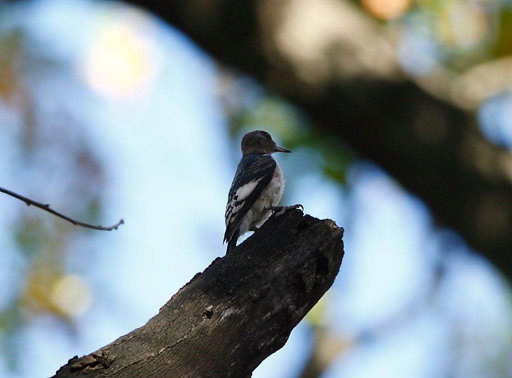 Woodpeckers: The Feathered Fire Specialists (image credits: flickr)