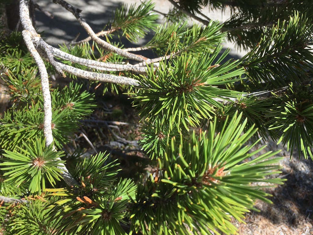 The Surprising World of Fire-Adapted Flora (image credits: flickr)