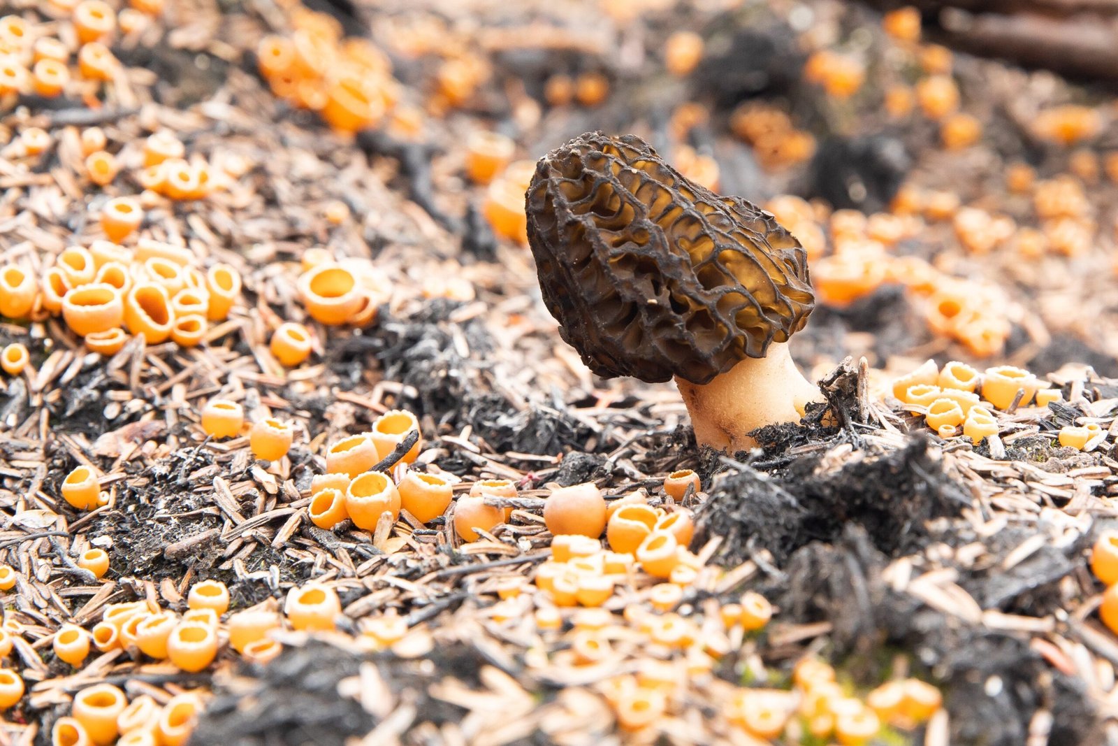 The Mushroom Hunters: Fungi After Fire (image credits: wikimedia)