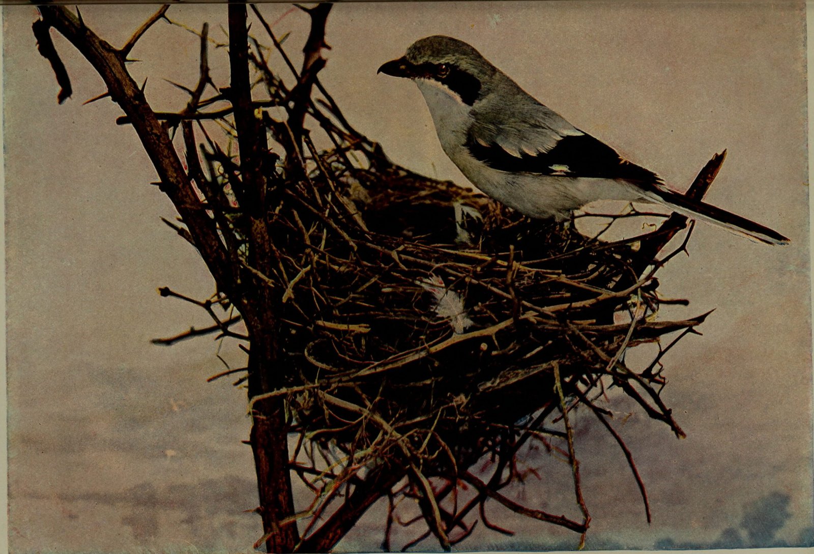 Nesting Opportunities: Fire-Created Real Estate (image credits: wikimedia)