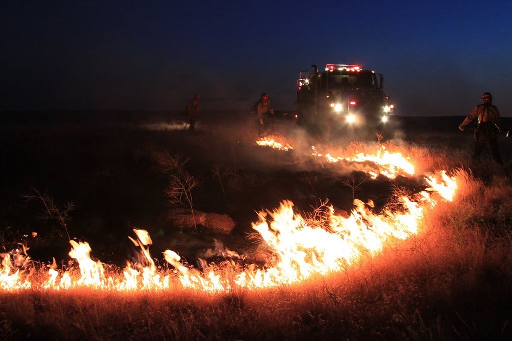 Conservation Implications: Managing Fire for Wildlife (image credits: flickr)