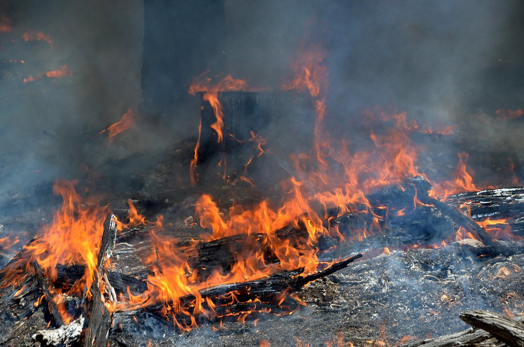 The Future of Fire Followers in a Changing World (image credits: flickr)