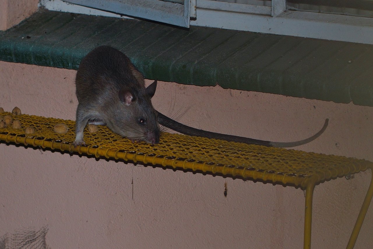 The Birth of an Unlikely Hero (image credits: By (c) i_c_riddell, some rights reserved (CC BY), CC BY 4.0, https://commons.wikimedia.org/w/index.php?curid=147542482)