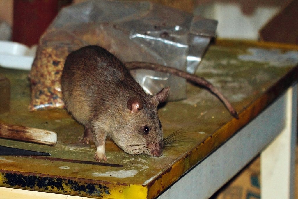 The Future of Animal-Assisted Demining (image credits: By i_c_riddell, CC BY 4.0, https://commons.wikimedia.org/w/index.php?curid=147542515)