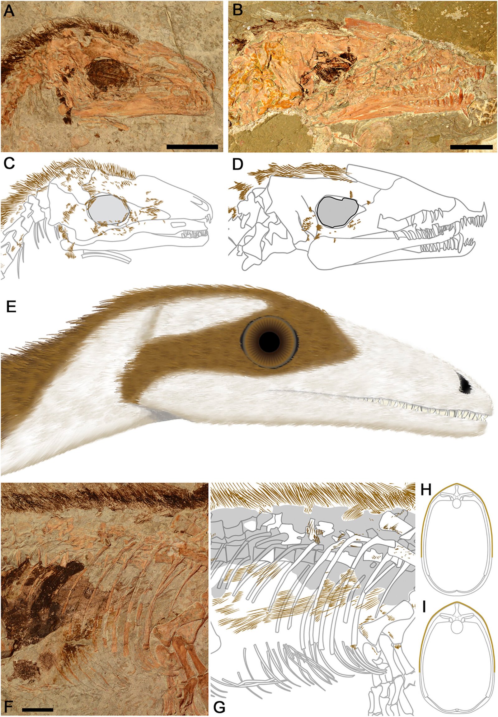 Global Distribution of Feathered Discoveries (image credits: wikimedia)