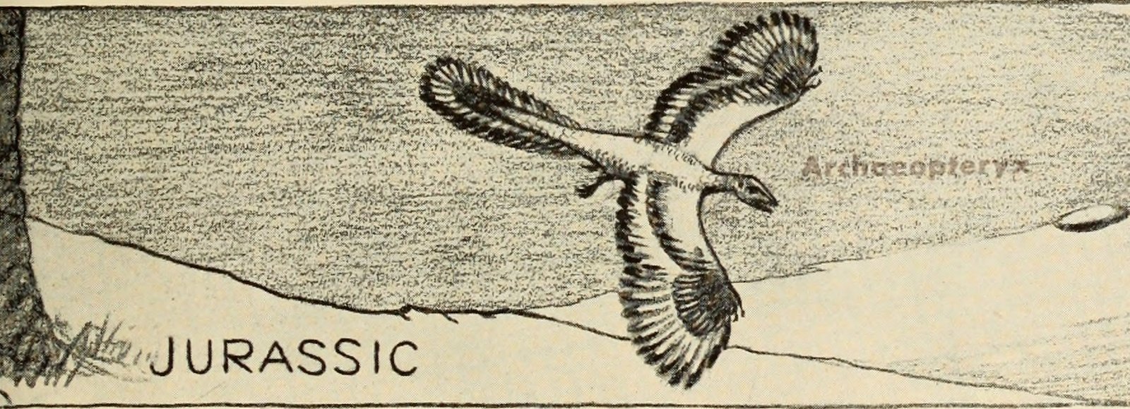 Evolutionary Experiments in Feather Design (image credits: wikimedia)