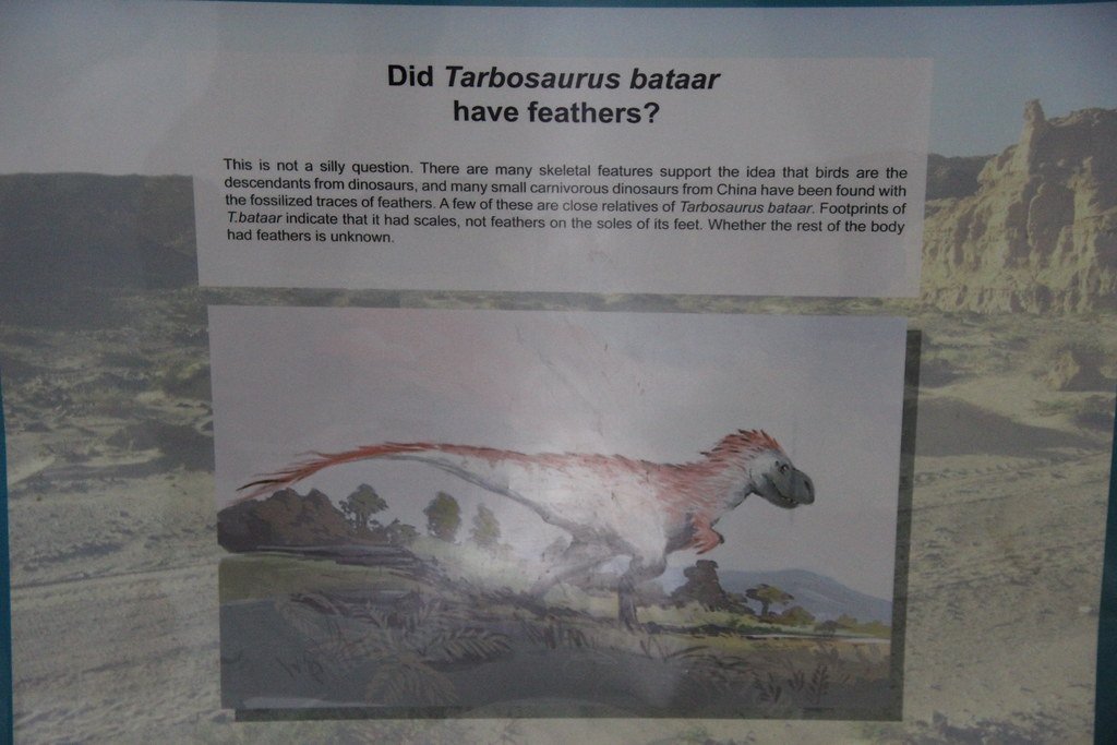 The Role of Feathers in Dinosaur Communication (image credits: flickr)