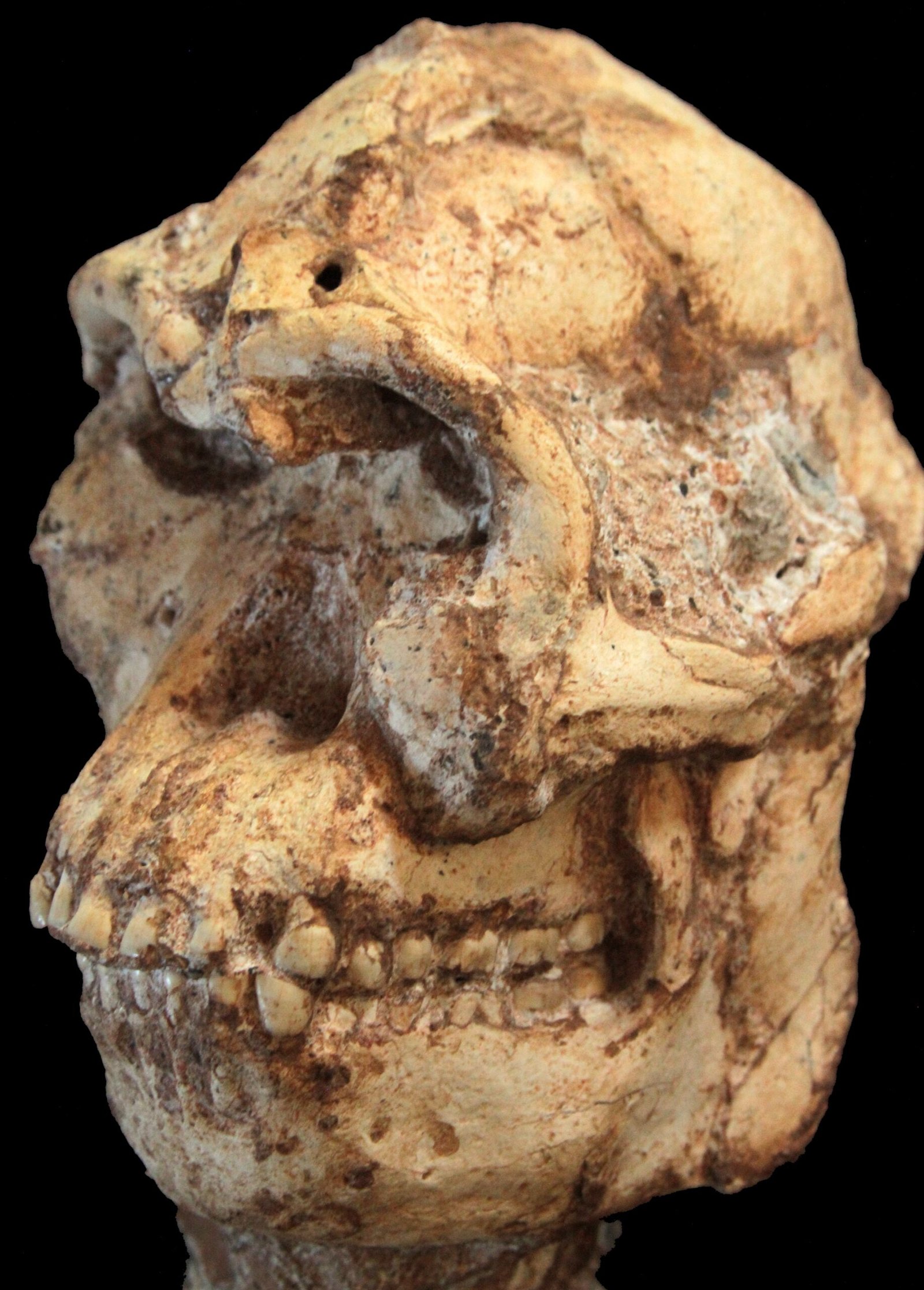 Little Foot: The Nearly Complete Ancient Human (image credits: By Wits University, CC BY 4.0, https://commons.wikimedia.org/w/index.php?curid=39442649)
