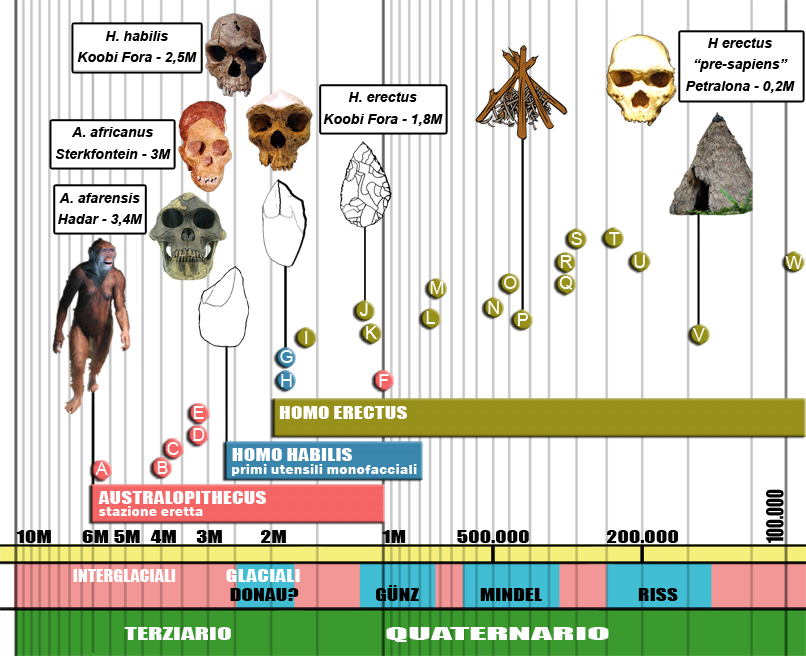 Homo habilis: The First Toolmakers (image credits: Nuovo Atlante Storico Zanichelli 1997, con adattamento delle seguenti immagini da Commons:A.afarensis.jpg dell'utente ESV
Australopithecus afarensis reconstruction.JPG dell'utente Pbuergler
Australopithecus africanus Taung face (University of Zurich).JPG dell'utente Guérin Nicolas
Biface flexueux.png (G. et A. de Mortillet (1903): Musée préhistorique (nouvelle édition). Paris, Schleicher Éditeurs)
Broken Hill Skull (Replica01).jpg dell'utente Gerbil
Camp Teepee Fire.svg dell'utente Jazzmanian
Chopper of Dmanisi.png dell'utente José Manuel Benito (Locutus Borg)
Chopping tool.gif dell'utente José-Manuel Benito Álvarez (Locutus Borg)
Homo habilis-KNM ER 1813.jpg dell'utente José-Manuel Benito Álvarez (Locutus Borg)
Maleku-hut.JPG dell'utente Stevenj
Petralona1.JPG dell'utente Knop92, CC BY 3.0, https://commons.wikimedia.org/w/index.php?curid=120604170)