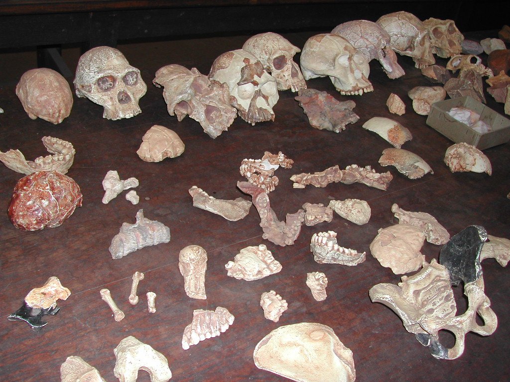 The Future of Paleoanthropology (image credits: wikimedia)