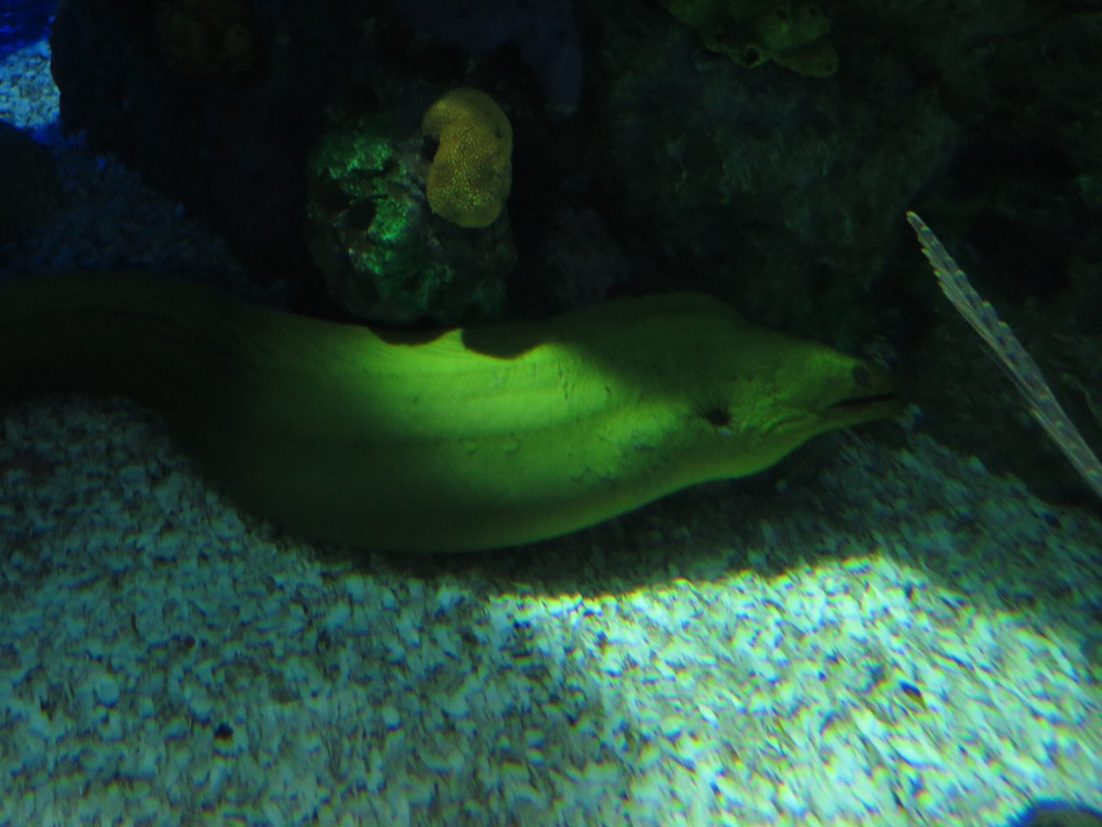 The Eel That Electrocutes Its Prey With Over 600 Volts
