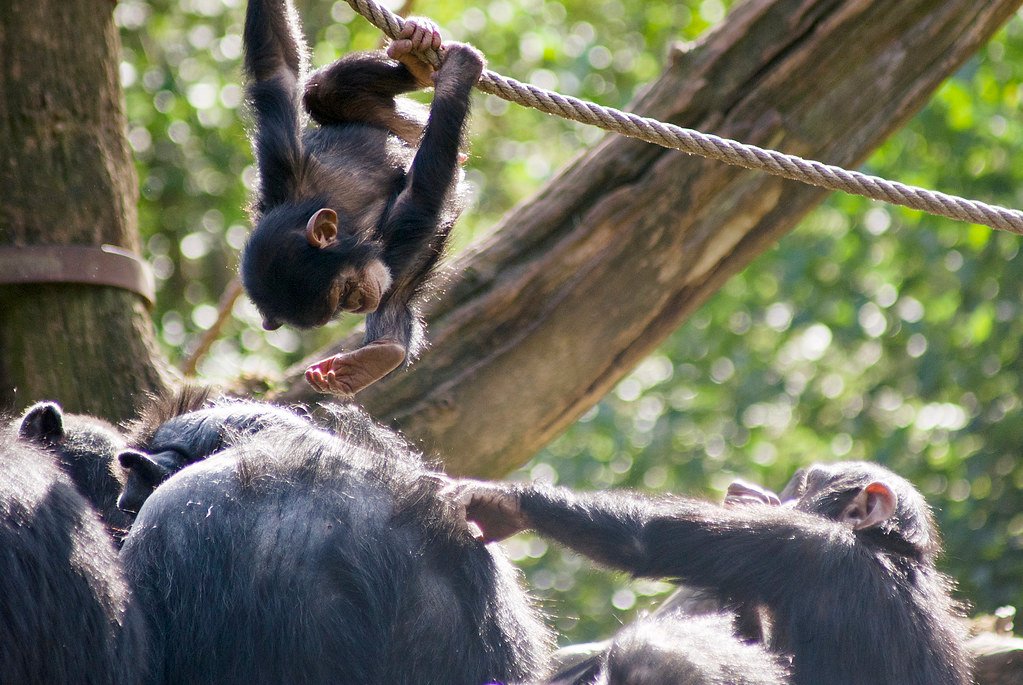 Play Behavior and Cultural Learning (image credits: flickr)