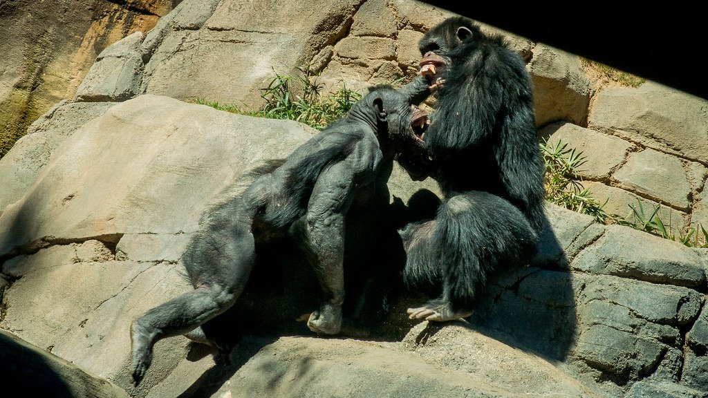 Territorial Defense and Warfare (image credits: flickr)