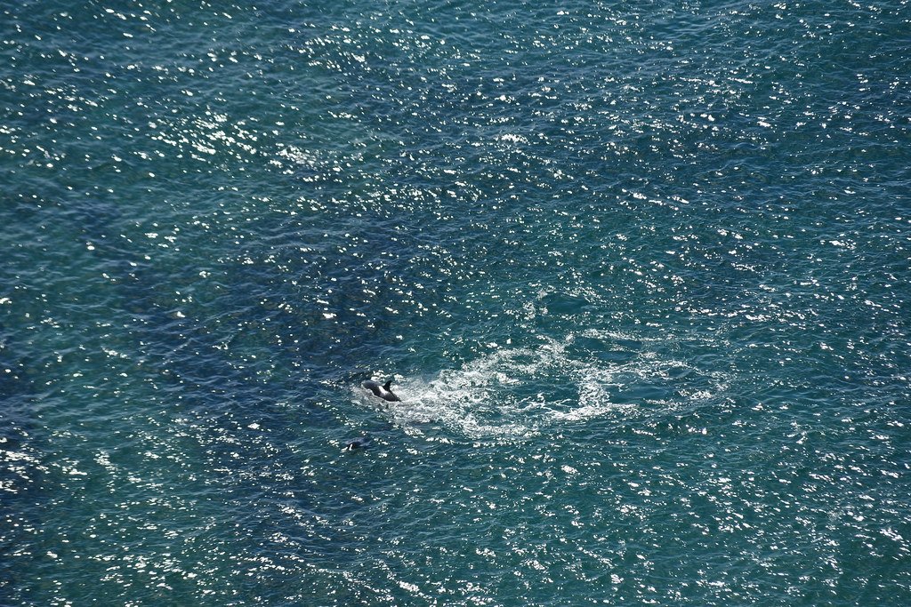 The Art of Echolocation Mastery (image credits: flickr)