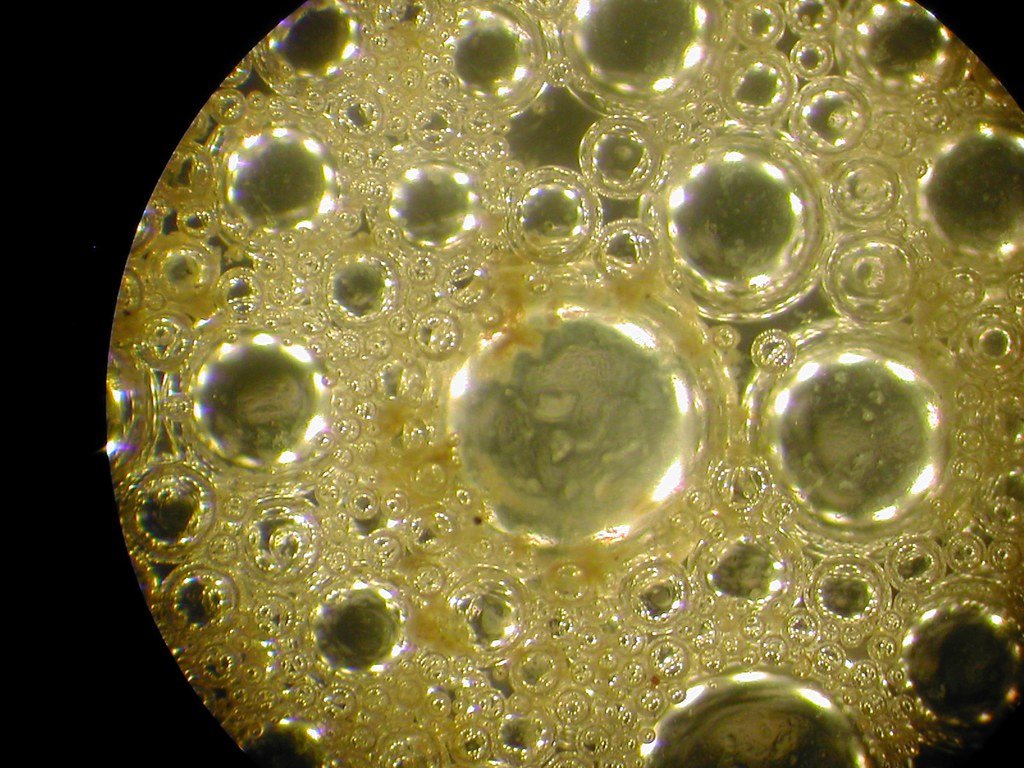 The Living Magnet: Magnetotactic Bacteria's Ancient Predecessors (image credits: flickr)