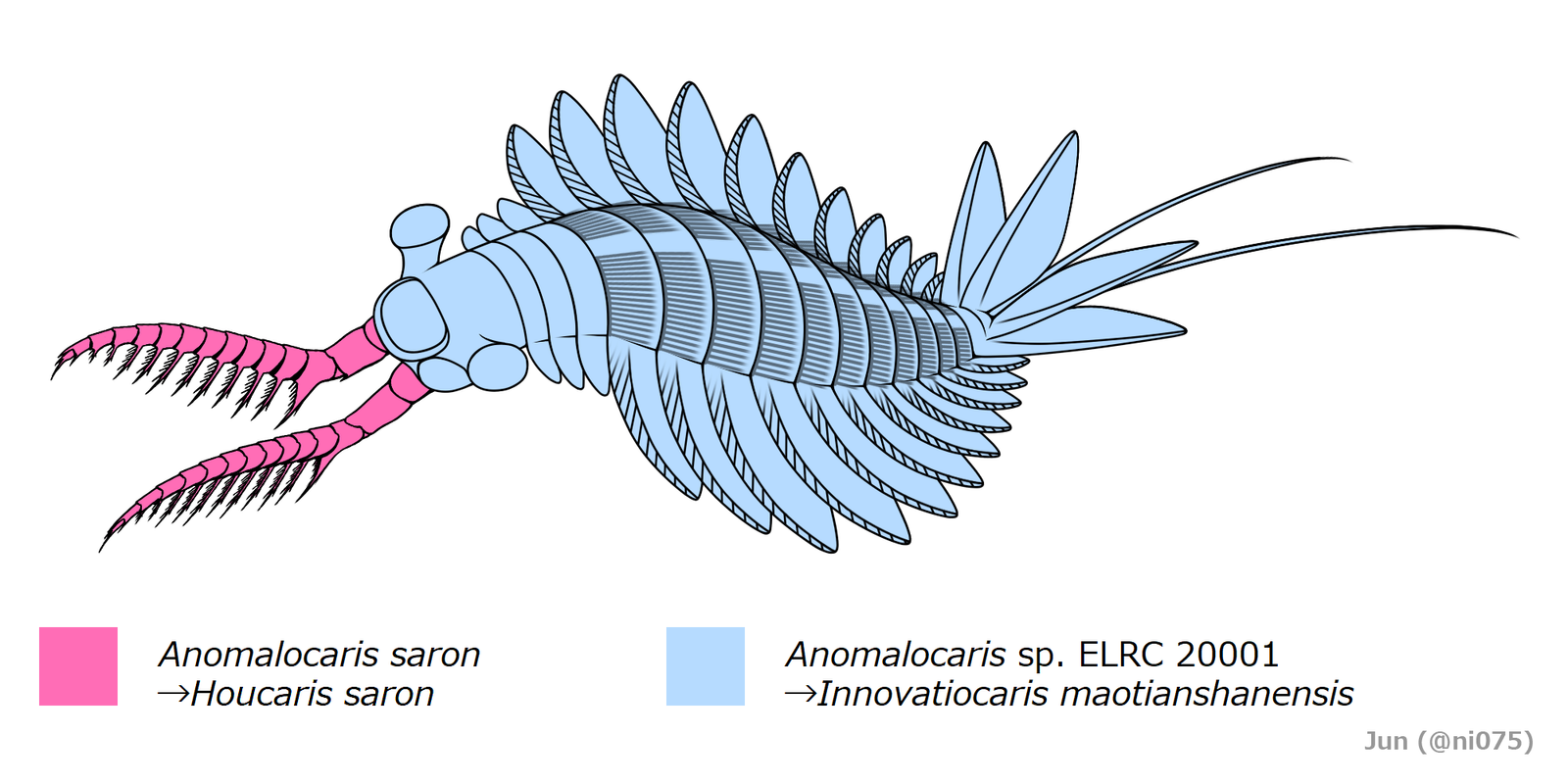 The Bioluminescent Predator: Anomalocaris and Its Living Light Show (image credits: wikimedia)