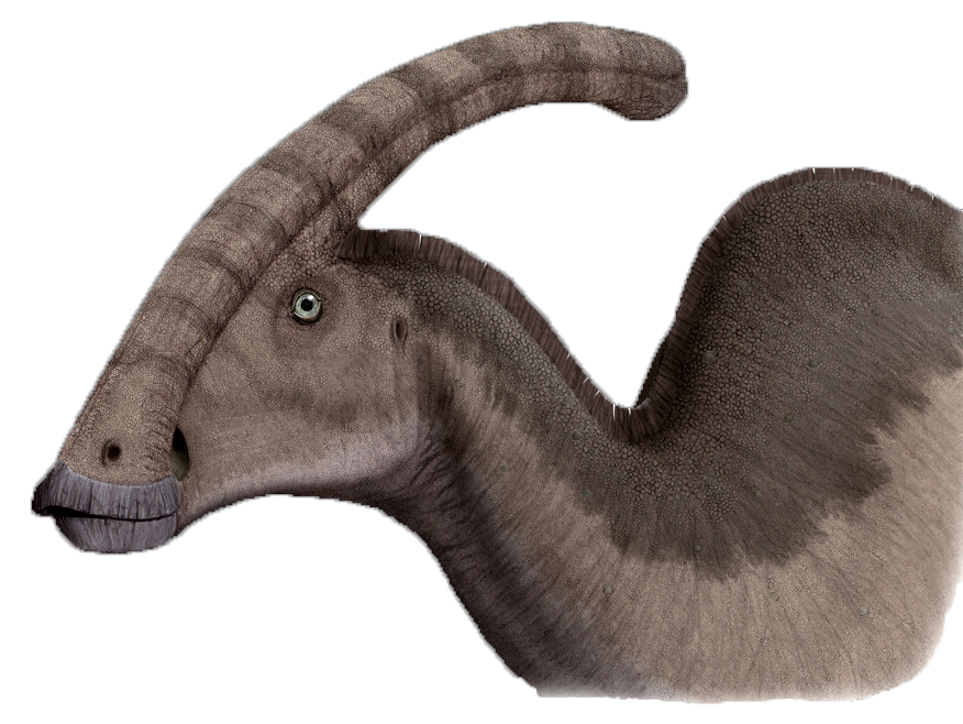 The Seismic Detector: Parasaurolophus and Its Ground-Shaking Alerts (image credits: wikimedia)
