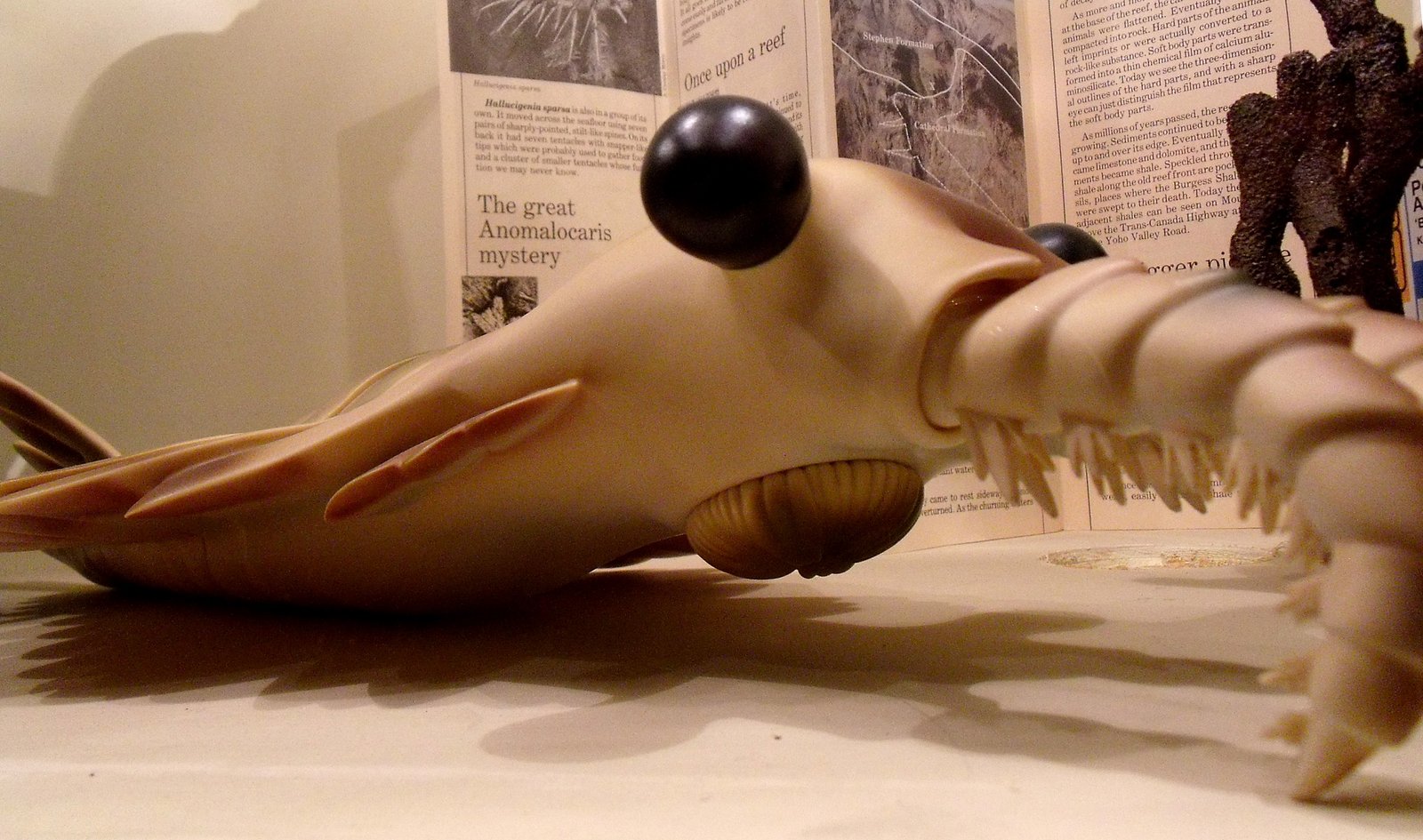 The Crystalline Vision: Opabinia's Compound Eye Evolution (image credits: wikimedia)
