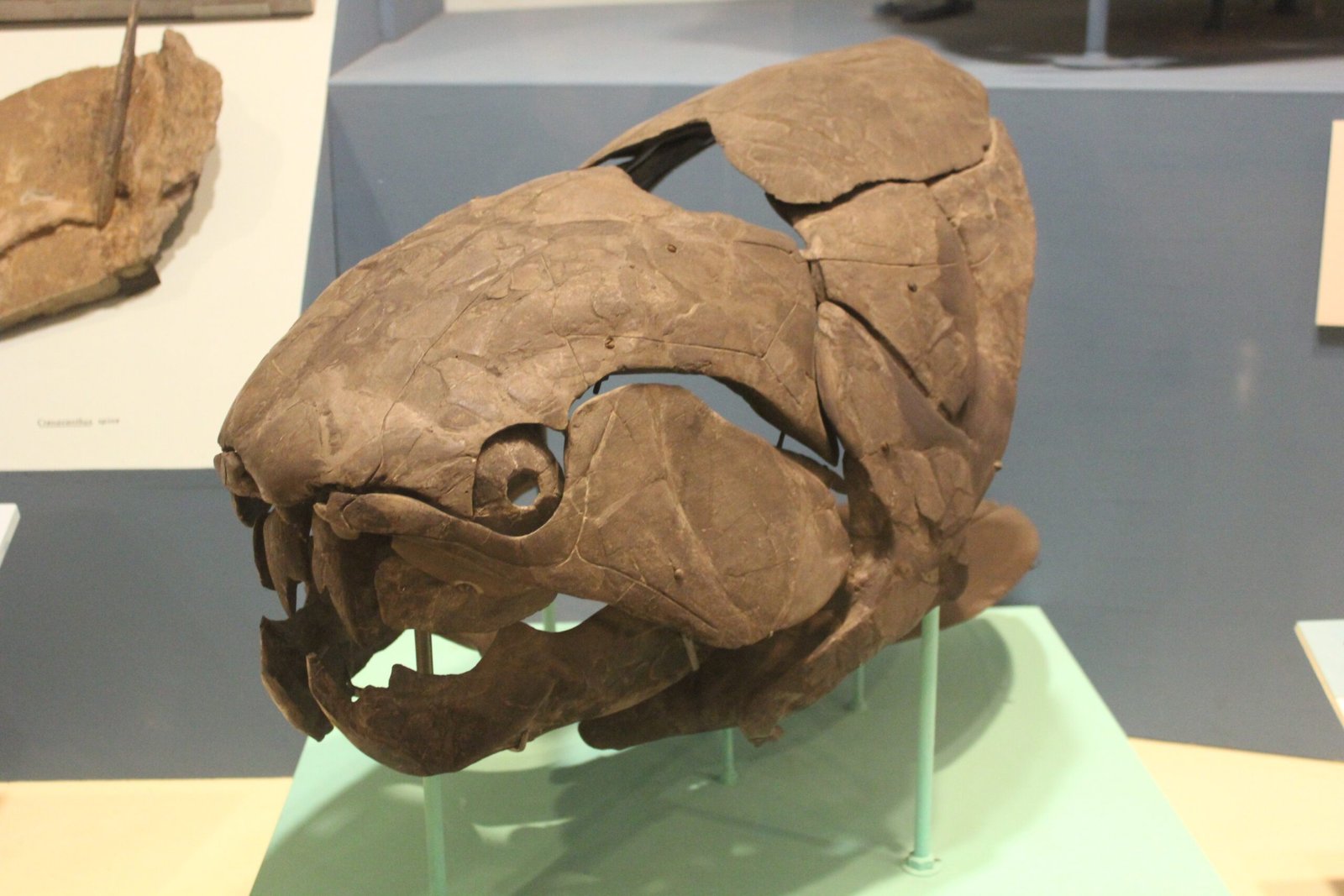 The Pressure-Resistant Survivor: Dunkleosteus and Its Deep-Sea Dominance (image credits: wikimedia)